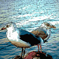 Two Gulls